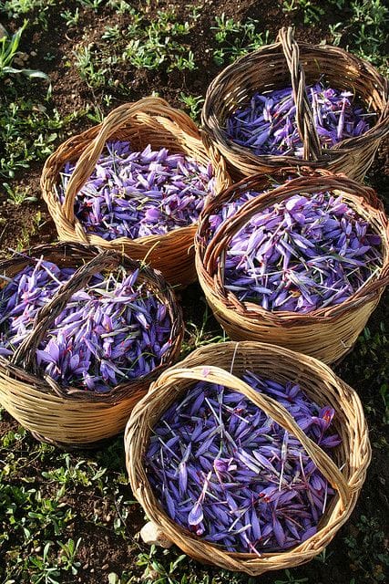 Harvesting of saffron, saffron, medicinal plants, export of saffron, saffron in Urmia, saffron of West Azerbaijan, saffron harvest, Forecast of 70 kg of saffron harvest from farms under cultivation in Urmia