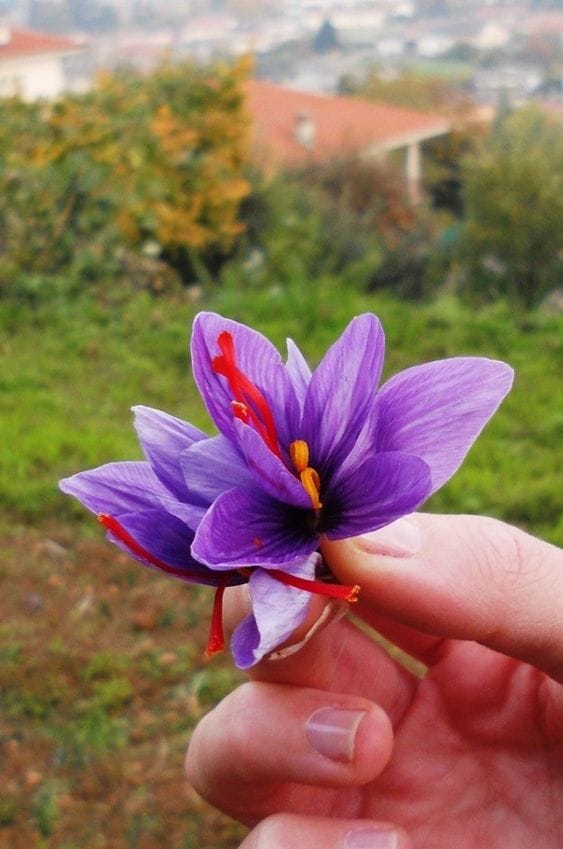 Launching a saffron support purchase agency in Farouj city, saffron support purchase agency, saffron support purchase agency in Farouj city, saffron support purchase in Farouj, saffron in Farouj city,saffron support purchase,Farouj city