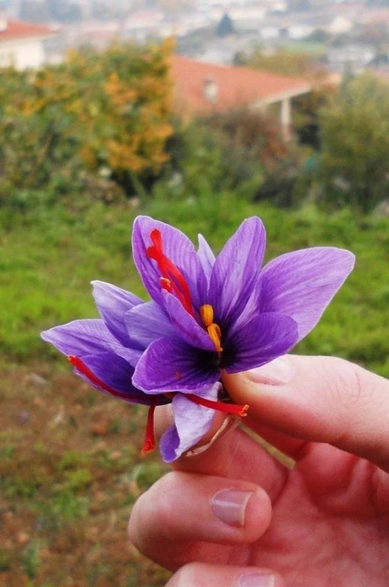 Launching a saffron support purchase agency in Farouj city, saffron support purchase agency, saffron support purchase agency in Farouj city, saffron support purchase in Farouj, saffron in Farouj city,saffron support purchase,Farouj city