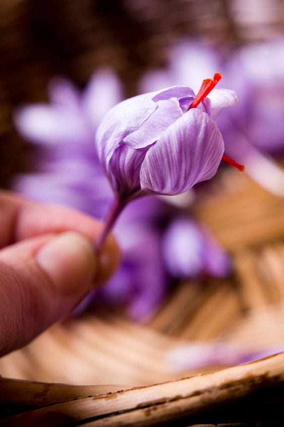 3 ton increase in saffron production in North Khorasan, production of saffron in North Khorasan, production of saffron, export of Iranian saffron, saffron and its production in the country, increase in saffron production,saffron production,saffron harvest
