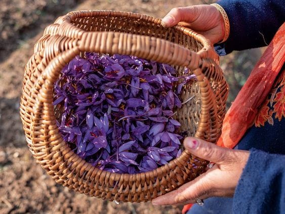 Planting saffron in Gonabad has a history of 700 years, Gonabad in saffron cultivation, saffron cultivation, agriculture in saffron sector, saffron price, supportive purchase of saffron price,history in saffron cultivation