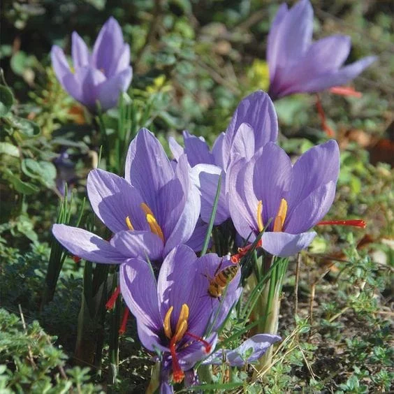 Iran's national saffron brand was unveiled in Germany, national saffron brand was unveiled in Germany, national saffron brand, national saffron brand of Iran, national saffron, saffron brand,