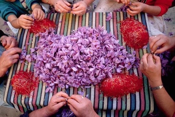 Launching a future saffron contract with a new maturity, saffron futures contract, daily price of saffron, Negin saffron, Commodity Exchange, saffron, excellent cut strings,Saffron futures