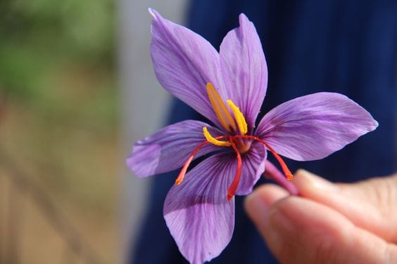Necessity of using saffron symbol on Gonabad pottery, saffron cultivation, saffron symbol, Gonabad saffron, saffron productivity