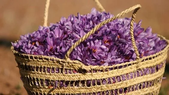 The presence of brokers has reduced the price of saffron flowers, saffron flowers, saffron cultivation, saffron growers, saffron flower price, saffron harvest, sale of saffron flowers, price of saffron flowers