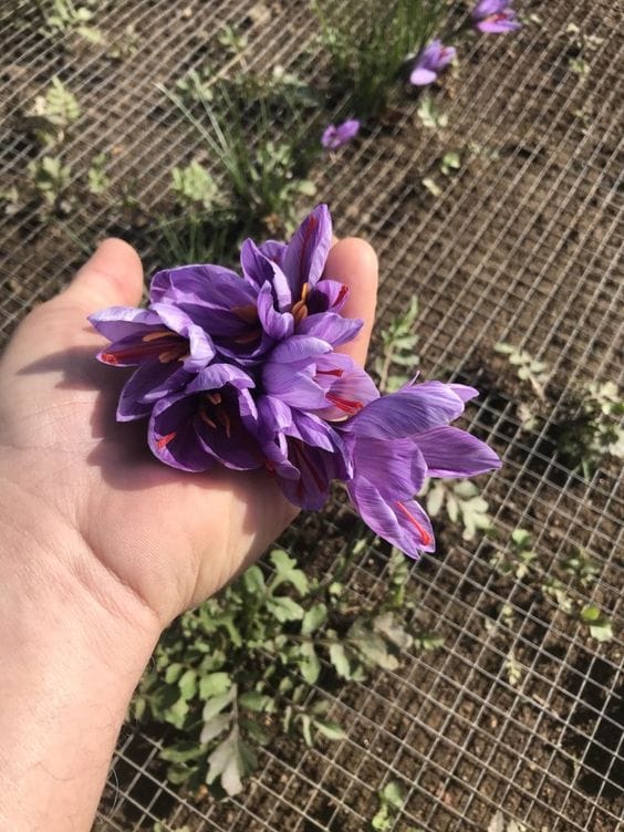 12-hectare increase in saffron cultivation area in Sistan and Baluchestan,Sistan and Baluchestan saffron,saffron cultivation in Sistan and Baluchestan, Sistan and Baluchestan saffron harvest, Sistan and Baluchestan saffron crop, saffron harvest in Sistan and Baluchestan, saffron crop planting