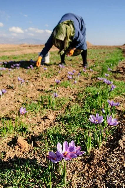 Saffron is an unrivaled plant in the farmers' basket in Kermanshah , Saffron chain formation, saffron cultivation in farmers 'basket of Kermanshah province, saffron harvest in farmers' basket, saffron cultivation, economic prosperity in saffron, medicinal plants, saffron in Kermanshah province, saffron price in Kermanshah province