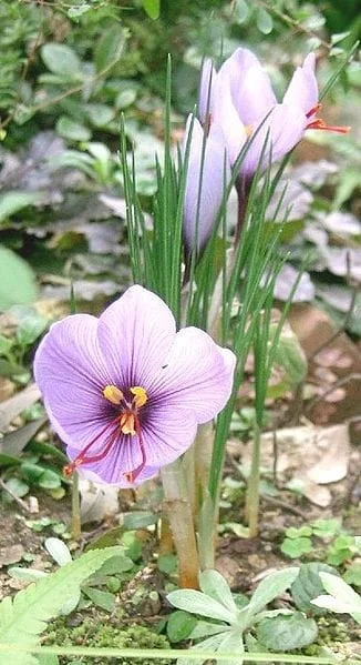 The Rural Cooperative Organization is the world's largest saffron trader , The world's largest saffron trader, cultivation and export of saffron in the world, saffron harvest, saffron cultivation, economic prosperity in saffron, saffron export,largest saffron trader