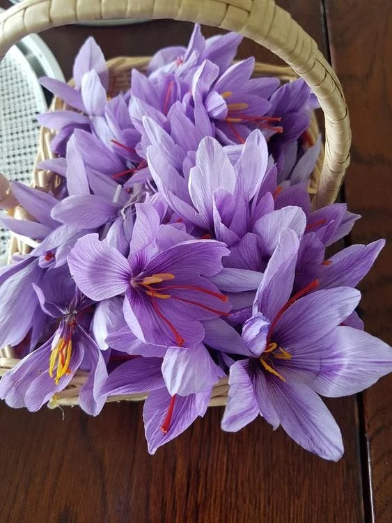 Production of 11 billion saffron in Mazandaran province , Saffron in Mazandaran province, saffron harvest, saffron cultivation, economic prosperity in saffron, medicinal plants, saffron in Mazandaran province, saffron production in Mazandaran province