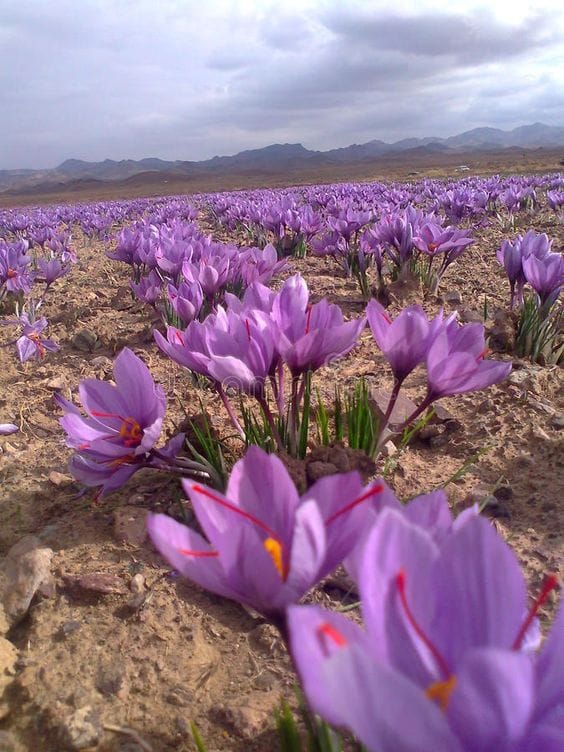 20% reduction in saffron exports for production in Iran , 20% reduction in saffron exports, saffron harvest, saffron cultivation, economic prosperity in saffron, medicinal plants, saffron production in Iran, saffron production
