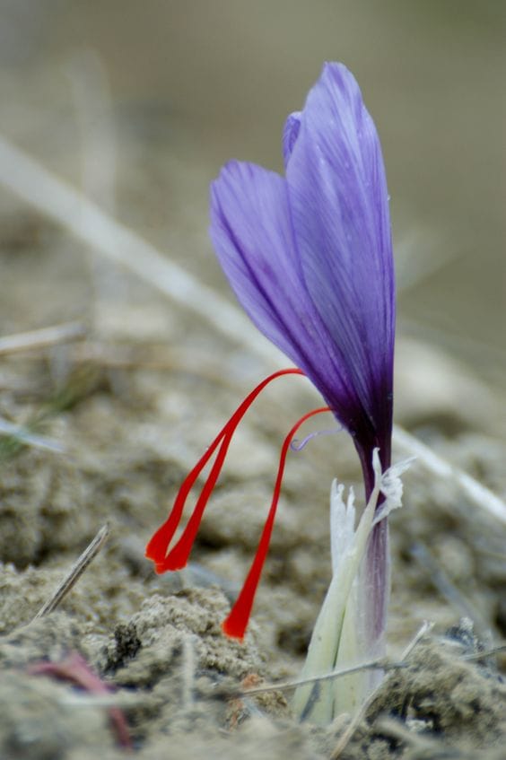 Saffron aeroponic greenhouse cultivation in Shirvan , Saffron aeroponic greenhouse cultivation, saffron harvest saffron greenhouse saffron in Shirvan, saffron greenhouse cultivation saffron in Shirvan, economic prosperity in saffron, medicinal plants, saffron greenhouse aeroponic production in Iran, saffron production medicinal plants