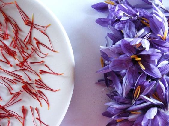 Production of 700 kg of saffron in Hamedan province , Saffron production in Hamedan province, saffron harvest in Hamedan province, saffron cultivation in Hamedan province, economic prosperity in saffron, medicinal plants, saffron production in Iran, saffron production