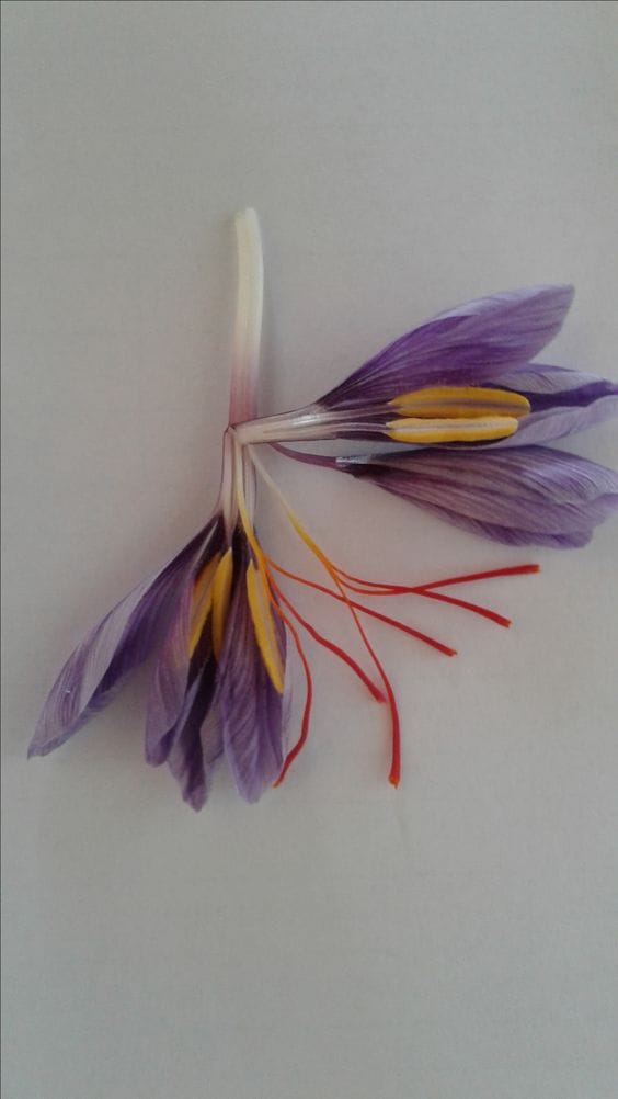 Saffron free cultivation flourished at Yazd University of Iran ,Soilless Soil Cultivation at Yazd University of Iran, Purchase of Saffron, Soilless Harvesting at Yazd University, Soilless Soil Cultivation, Economic Prosperity in Saffron, Medicinal Plants, Saffron Production in Iran