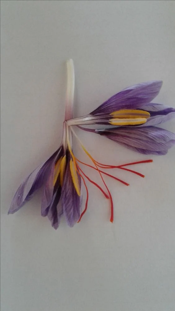 Saffron free cultivation flourished at Yazd University of Iran ,Soilless Soil Cultivation at Yazd University of Iran, Purchase of Saffron, Soilless Harvesting at Yazd University, Soilless Soil Cultivation, Economic Prosperity in Saffron, Medicinal Plants, Saffron Production in Iran