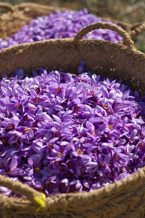 Only 18% of the red gold (saffron) produced in Farouj is processed , Red gold (saffron) produced in Farouj, Red gold (saffron) Production, Farooj saffron price, Red gold, Saffron price, Red gold (saffron), Saffron cultivation, Saffron harvest