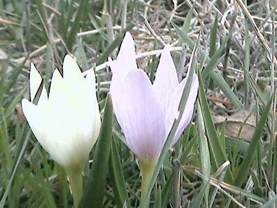 Cultivation of white saffron in West Azerbaijan in Iran , Cultivation of white saffron in West Azerbaijan, Harvesting of white saffron, Cultivation of saffron, Economic prosperity in saffron, Medicinal plants, White saffron