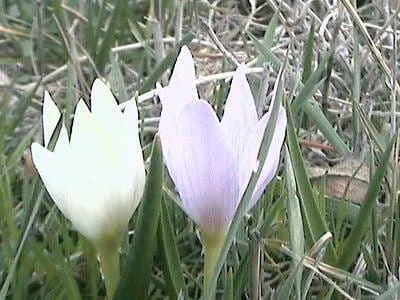 Cultivation of white saffron in West Azerbaijan in Iran , Cultivation of white saffron in West Azerbaijan, Harvesting of white saffron, Cultivation of saffron, Economic prosperity in saffron, Medicinal plants, White saffron