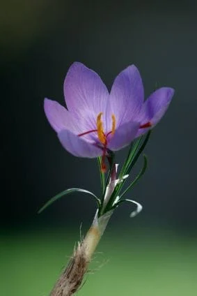 News about the cheapening of Iranian saffron in the world , Cheaper Iranian saffron, saffron harvest, saffron cultivation, economic prosperity in saffron, medicinal plants, cheaper Iranian saffron in the world