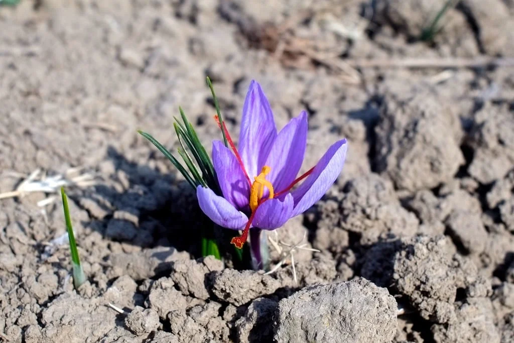 How and how to make money from Iranian saffron? , How to monetize Iranian saffron, Saffron harvest, Saffron cultivation, Economic prosperity in saffron, Medicinal plants, How to make Iranian saffron in monetization,National Saffron Council