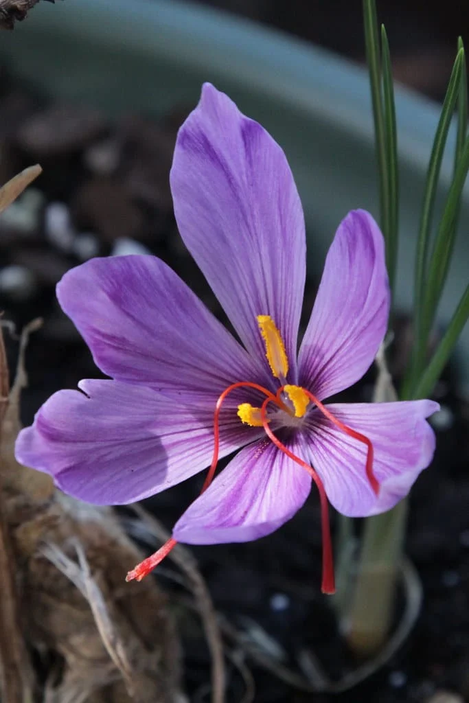 Reasons for falling saffron prices in the commodity exchange , Saffron price in Commodity Exchange, Saffron harvest, Saffron cultivation, Economic prosperity in Saffron, Medicinal plants, Saffron price drop in Commodity Exchange