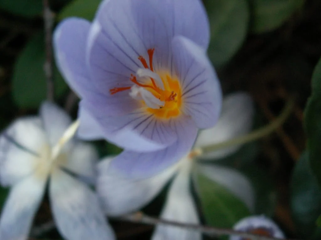Bahabad saffron neither in the name of Yazd nor in the name of Yazd , Bahabad saffron not called Yazd, saffron harvest, saffron cultivation, economic prosperity in saffron, medicinal plants, Bahabad saffron