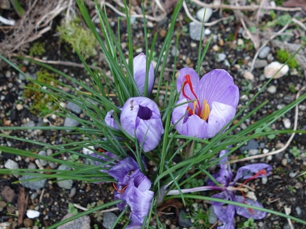 What should be done to export Iranian saffron? , For export of Iranian saffron, saffron harvest, saffron cultivation, economic prosperity in saffron, medicinal plants, export of Iranian saffron