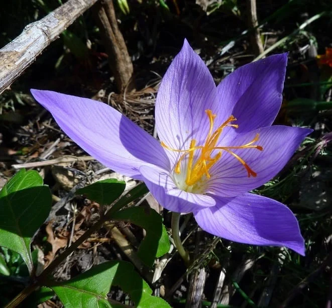 Saffron cultivation in the city of Khomein is a tedious effort , Saffron cultivation in Khomein city, Saffron harvest, Saffron cultivation, Economic prosperity in saffron, Medicinal plants, Saffron cultivation, Iranian saffron, Saffron of Khomein city
