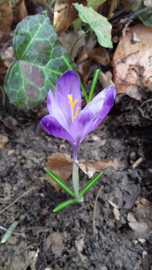 17% of the economic value of North Khorasan gardens is saffron , Economic value of North Khorasan gardens to saffron, Saffron harvest, Saffron cultivation, Economic prosperity in saffron, Medicinal plants, Economic value of North Khorasan gardens, Iranian saffron, North Khorasan gardens to saffron