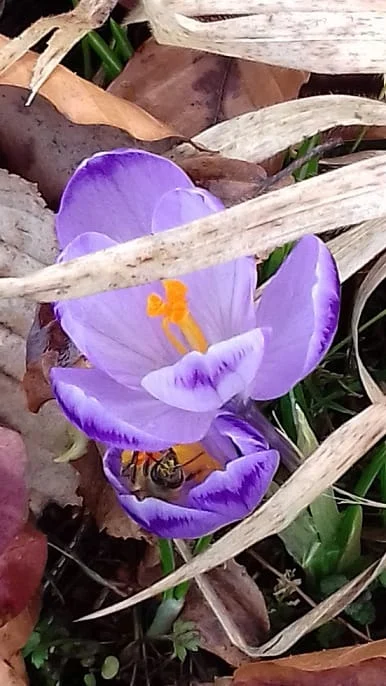 Chairman of the National Saffron Council: Iran's saffron exports decreased , Iranian saffron exports decreased, saffron harvest, saffron cultivation, economic prosperity in saffron, medicinal plants, reduction of Iranian saffron exports, Iranian saffron, Iranian saffron exports