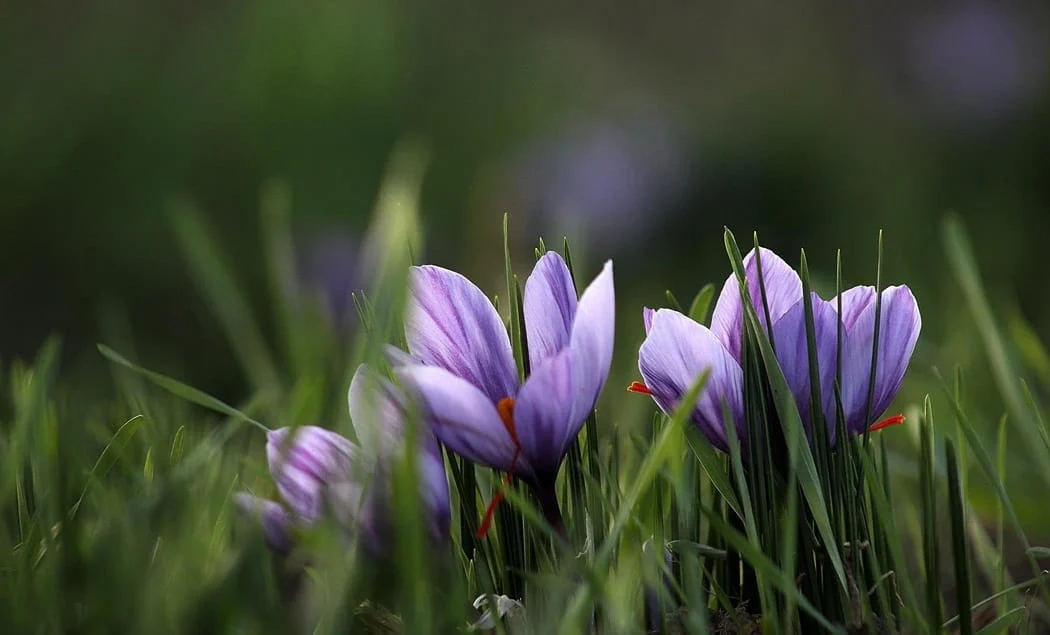 Lack of conversion industries Iranian saffron remains unknown in the world, Iranian saffron conversion industries remain unknown in the world, saffron harvest, saffron cultivation, economic prosperity in saffron, medicinal plants, saffron conversion industries unknown, Iranian saffron, Iranian saffron in the world