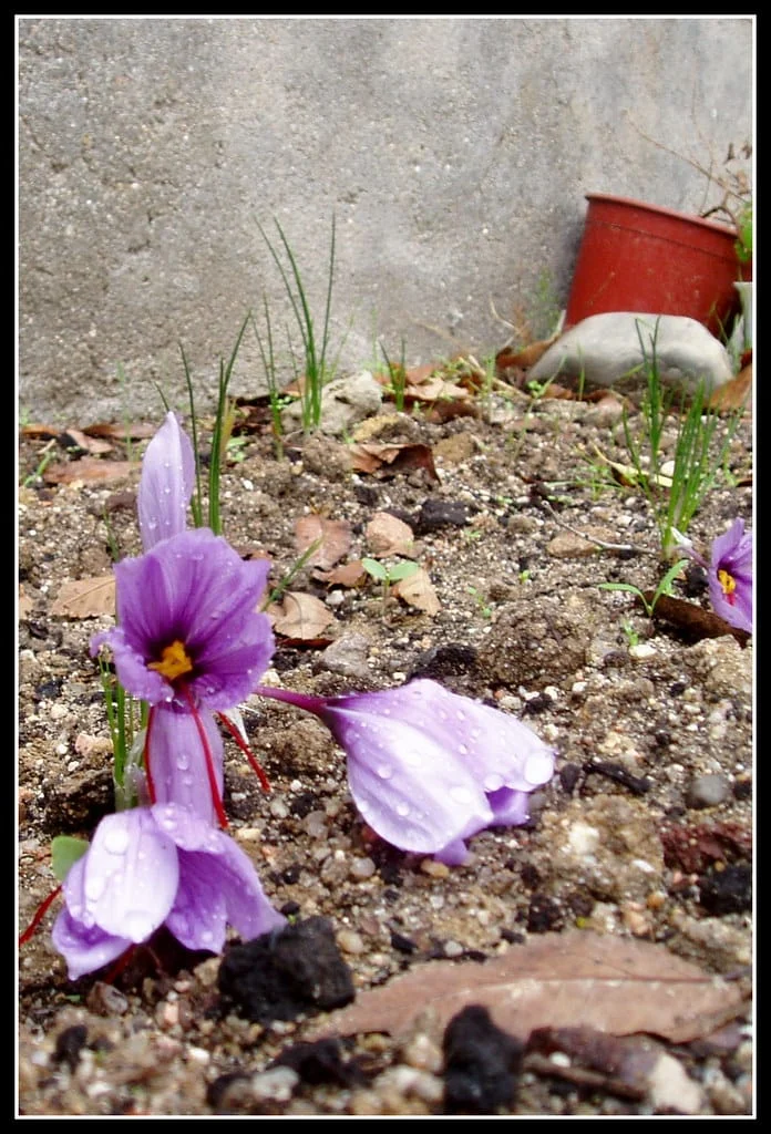 Problems of the Iranian saffron export market last year , Problems of Iranian Saffron Export Market, Saffron Harvest, Saffron Cultivation, Economic Prosperity in Saffron, Medicinal Plants, Iranian Saffron Export Market, Iranian Saffron