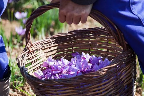 20% of the domestic market share is saffron production , Domestic market share of saffron production, Saffron harvest, Saffron cultivation, Economic prosperity in saffron, Medicinal plants, Domestic market share of saffron production, Iranian saffron