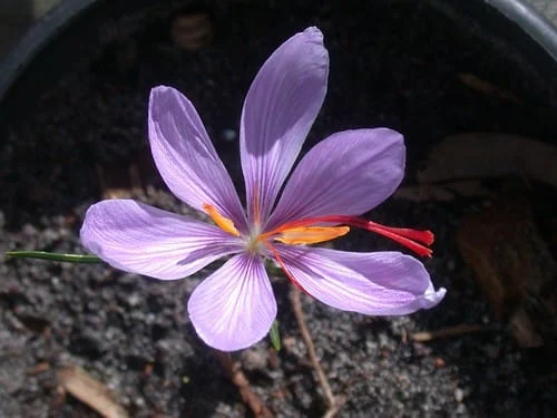 Iranian red gold saffron is becoming more global , Iranian red gold saffron, saffron harvest, saffron cultivation, economic prosperity in saffron, medicinal plants, red gold saffron, Iranian saffron