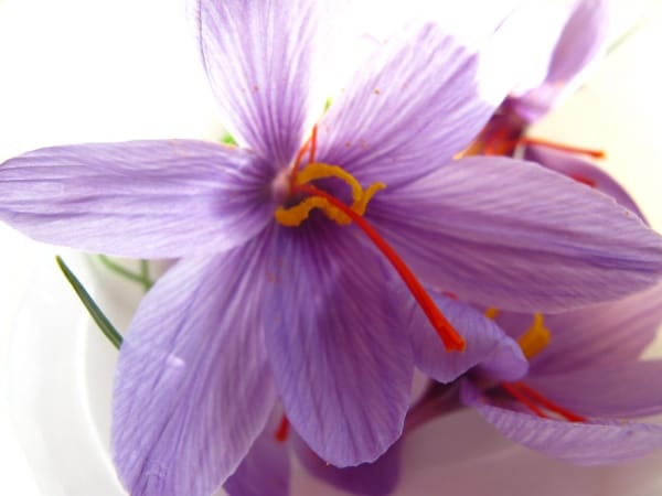 Cultivation of saffron in Famenin city in Iran , Famenin saffron cultivation, saffron harvest, saffron cultivation, economic prosperity in saffron, medicinal plants, Famenin saffron cultivation, Iranian saffron