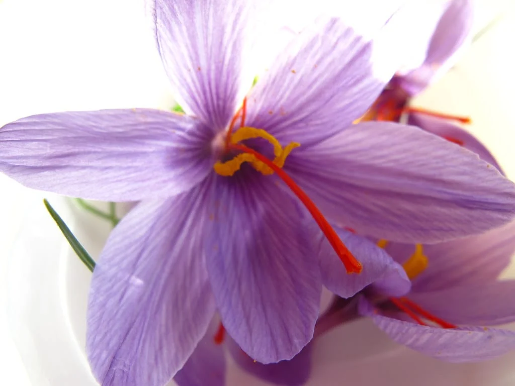 Cultivation of saffron in Famenin city in Iran , Famenin saffron cultivation, saffron harvest, saffron cultivation, economic prosperity in saffron, medicinal plants, Famenin saffron cultivation, Iranian saffron