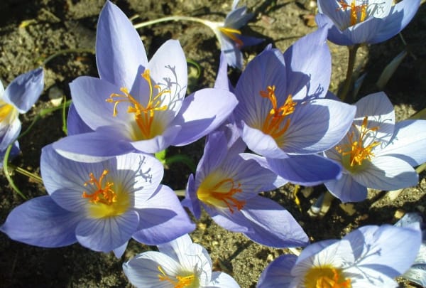 Medicine and Health - Athletes eat saffron,Medicine, Health, Athletes eat saffron, Athletes eat saffron, Sports and saffron, Eating saffron for athletes, Saffron for health, Properties of saffron, Iranian saffron