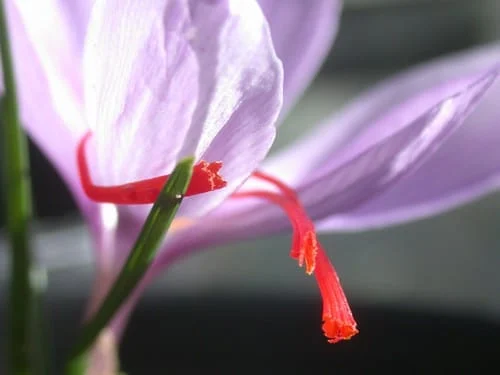 Production of more than 14 tons of dried saffron in Rashtkhar , Production of dried saffron in Rashtkhar, Saffron harvest, Saffron cultivation, Economic prosperity in saffron, Medicinal plants, Rashtkhar dry saffron, Saffron, Dried saffron