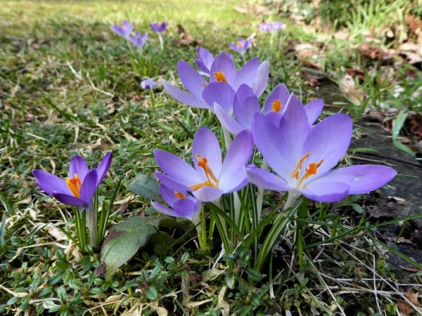 UNIDO oversees the improvement of Iranian saffron farms , Saffron in lowering blood pressure, Saffron harvest, Saffron cultivation, Economic prosperity in saffron, Medicinal plants, Saffron, UNIDO supervision on the improvement of saffron farms, UNIDO and saffron farms, Iranian saffron, Buy Iranian saffron, Sale of Iranian saffron