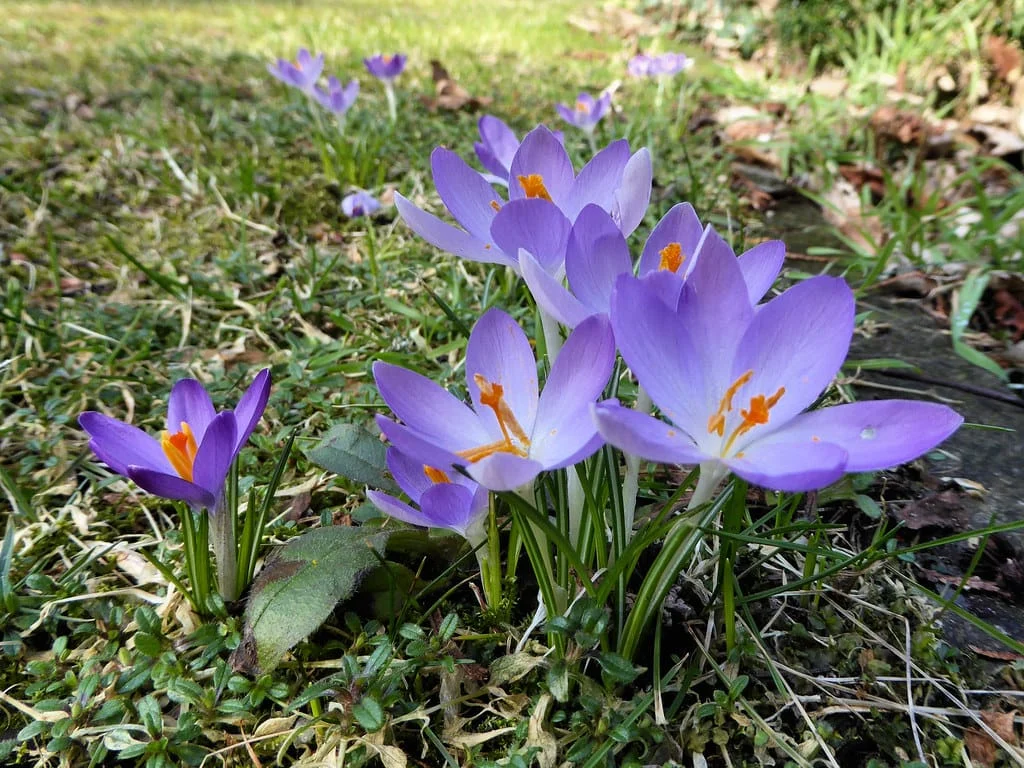 UNIDO oversees the improvement of Iranian saffron farms , Saffron in lowering blood pressure, Saffron harvest, Saffron cultivation, Economic prosperity in saffron, Medicinal plants, Saffron, UNIDO supervision on the improvement of saffron farms, UNIDO and saffron farms, Iranian saffron, Buy Iranian saffron, Sale of Iranian saffron