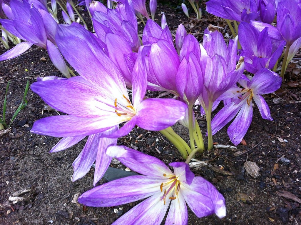 Therapeutic effect of saffron on breast cancer tumors , Therapeutic effect of saffron on breast cancer, Saffron harvest, Saffron cultivation, Economic prosperity in saffron, Medicinal plants, Saffron, Saffron treatment on breast cancer, Breast cancer, Iranian saffron, Buy Iranian saffron, Sale of Iranian saffron