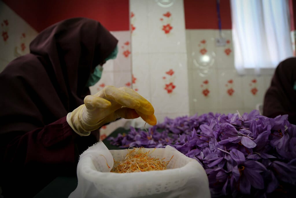 Export of $ 60 million worth of Iranian saffron to 44 countries , Export of Iranian saffron to 44 countries, Saffron harvest, Saffron cultivation, Economic prosperity in saffron, Medicinal plants, Saffron, Dollar export of Iranian saffron to 44 countries, Iranian saffron to 44 countries, Iranian saffron, Buy Iranian saffron, Sell saffron