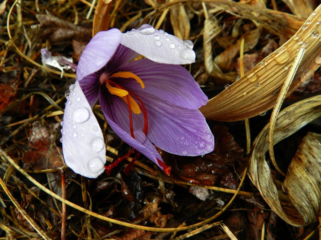 Red gold (saffron) is not a luxury item , Red gold (saffron) luxury goods, saffron harvest, saffron cultivation, economic prosperity in saffron, medicinal plants, saffron, red gold luxury goods, saffron luxury goods, Iranian saffron, buy Iranian saffron, sell Iranian saffron