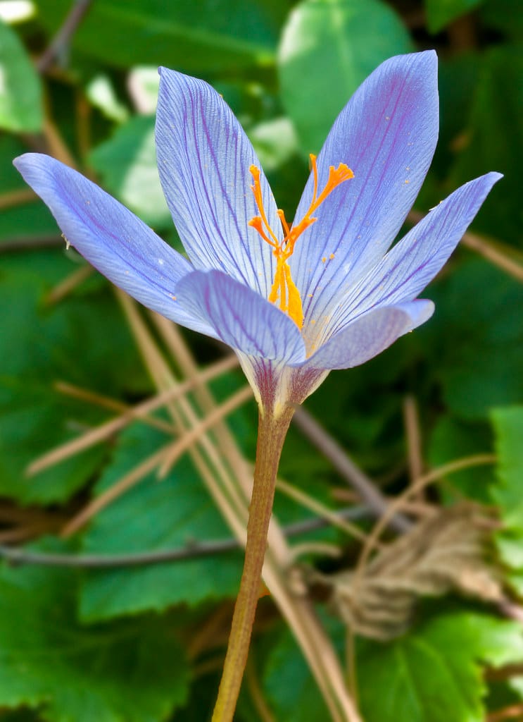 Saffron of Iran and saffron of the outside world , Saffron of the outside world, Saffron harvest, Saffron cultivation, Economic prosperity in saffron, Medicinal plants, Saffron, Saffron of Iran and the outside world,the outside world, Iranian saffron, Purchase of Iranian saffron, Sale of Iranian saffron