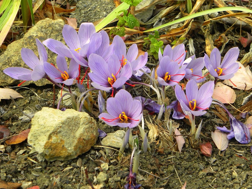 The miracle of Iranian saffron for fitness , Iranian saffron for fitness, saffron for fitness, saffron, miracle saffron for fitness, saffron string, miracle of Iranian saffron and fitness, fitness, buying Iranian saffron, selling Iranian saffron