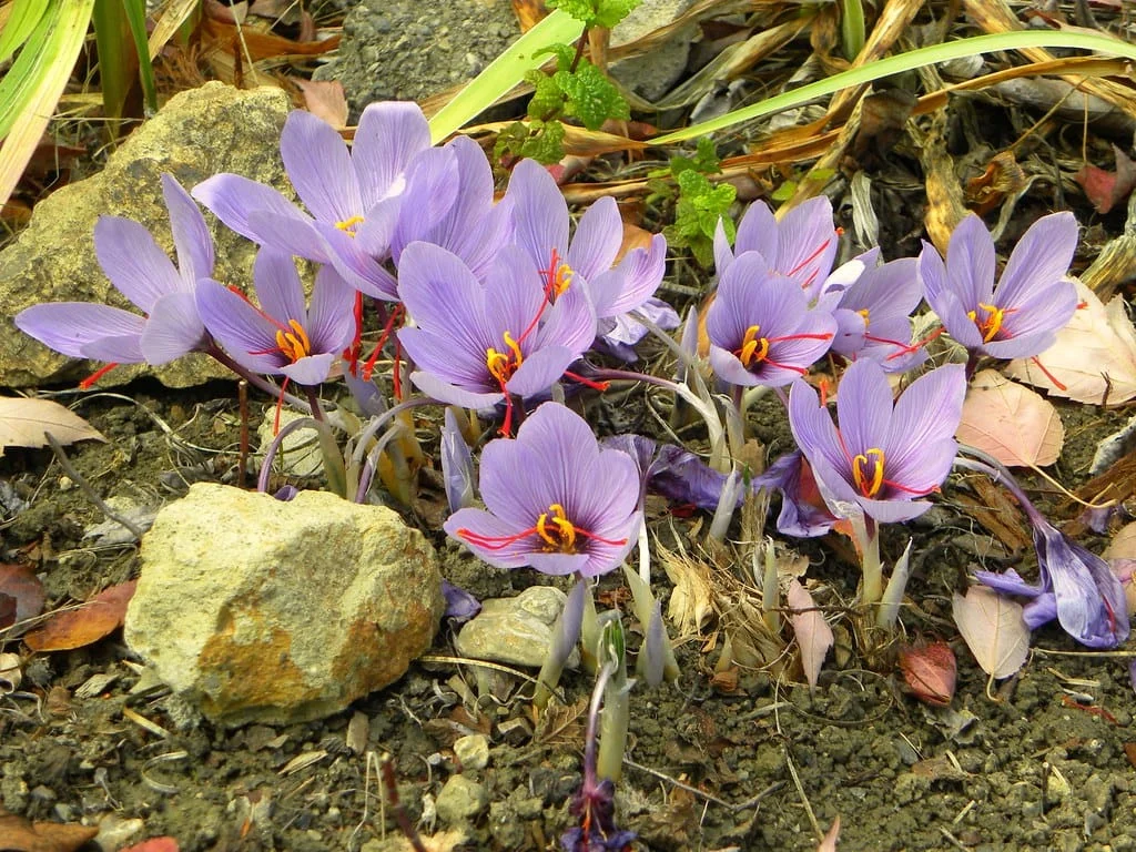 The miracle of Iranian saffron for fitness , Iranian saffron for fitness, saffron for fitness, saffron, miracle saffron for fitness, saffron string, miracle of Iranian saffron and fitness, fitness, buying Iranian saffron, selling Iranian saffron