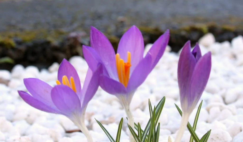 Prediction of harvesting 870 kg of saffron in Hamedan , Prediction of saffron harvest in Hamedan, Saffron harvest, Saffron cultivation, Economic prosperity in saffron, Medicinal plants, Hamedan saffron, Saffron harvest