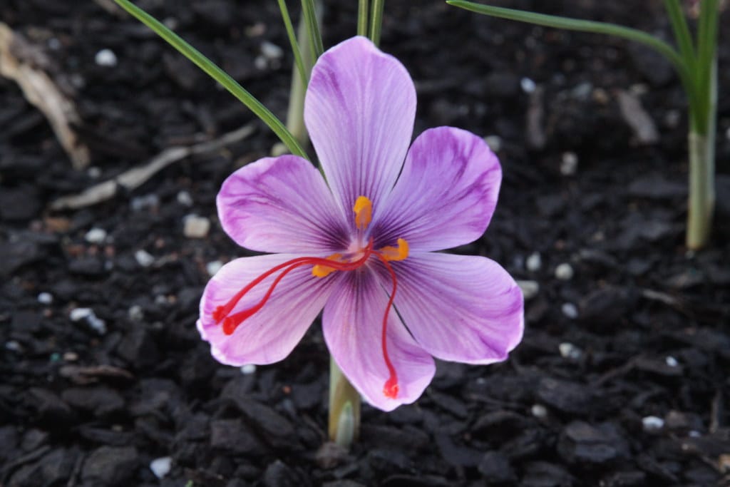Predict a 50% reduction in the global price of saffron , Predicting global saffron price reduction, Saffron harvest, Saffron cultivation, Economic prosperity in saffron, Medicinal plants, Global saffron price reduction, Saffron price reduction