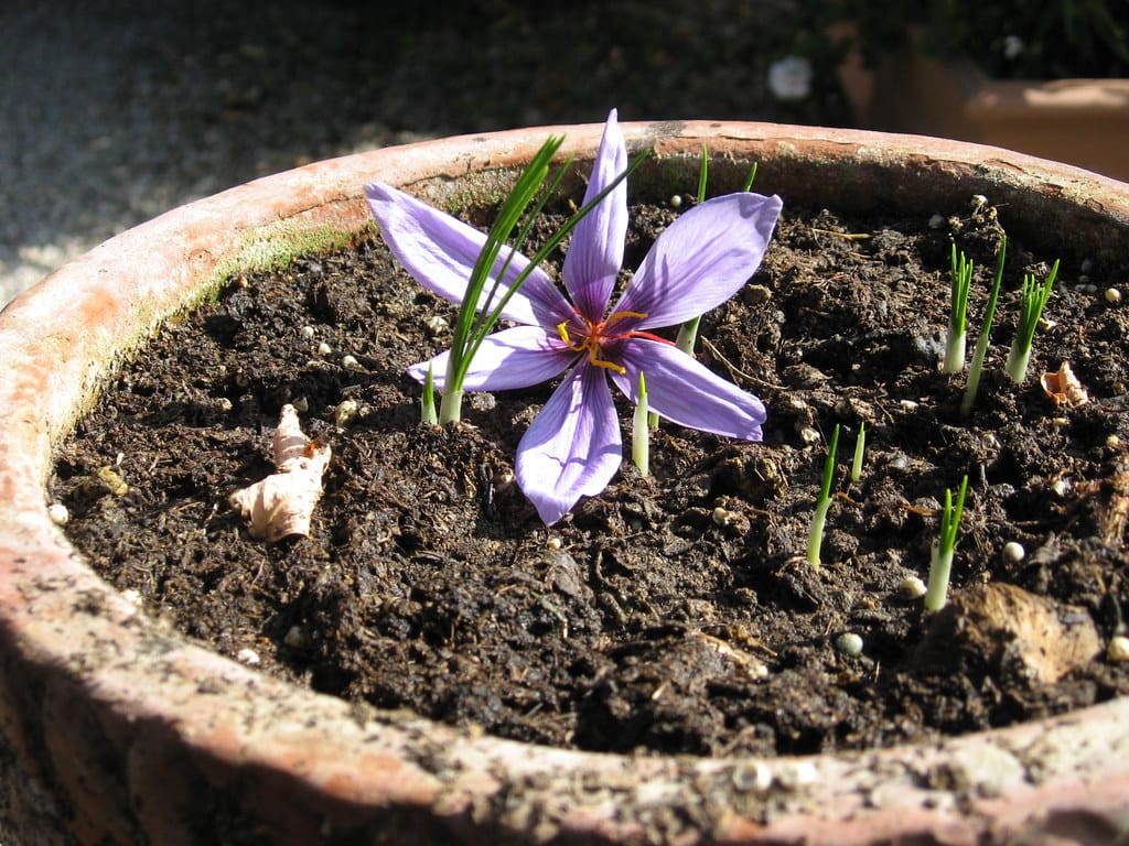 A sharp drop in the price of Iranian saffron by millions , A sharp drop in the price of saffron by millions, saffron harvest, saffron cultivation, economic prosperity in saffron, medicinal plants, a sharp drop in the price of saffron, a sharp drop in the price of Iranian saffron