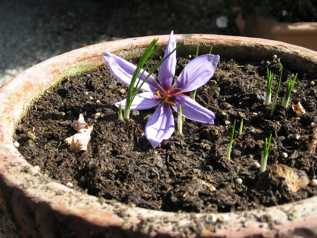 A sharp drop in the price of Iranian saffron by millions , A sharp drop in the price of saffron by millions, saffron harvest, saffron cultivation, economic prosperity in saffron, medicinal plants, a sharp drop in the price of saffron, a sharp drop in the price of Iranian saffron