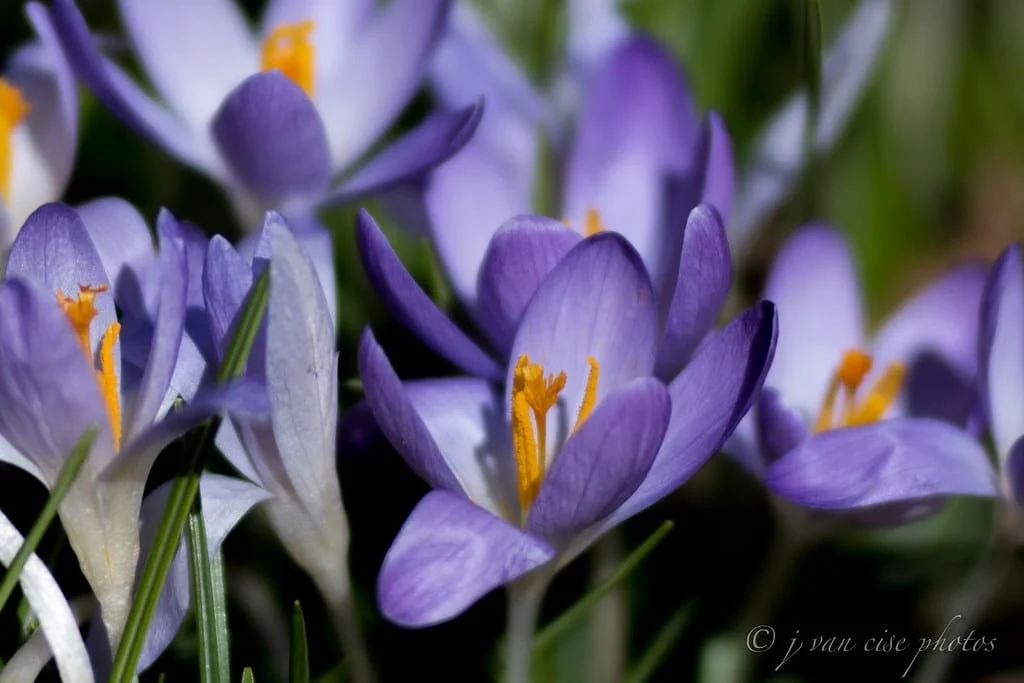 Saffron and medicinal plants A new approach to cultivation in Isfahan , Saffron new approach to cultivation in Isfahan, saffron harvest, saffron cultivation, economic prosperity in saffron, medicinal plants, medicinal plants New approach to cultivation in Isfahan, saffron and medicinal plants